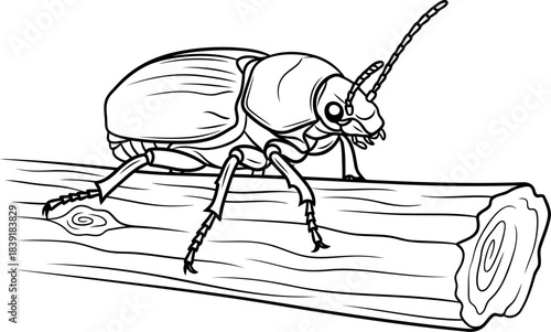 earthen harmony delicate beetle etched on a natural wood branch, isolated on transparent background