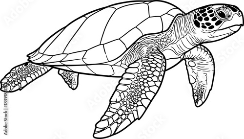 eternal voyager graceful marine spirit, illustrated with enduring line art, isolated on transparent background