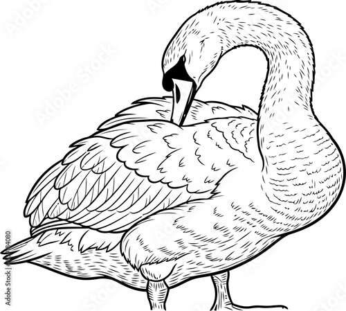 feathered ballet natures elegance in a moment of graceful selfcare, isolated on transparent background