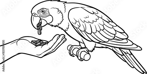 kindred spirits parrot and hand share a bond of gentle provision, isolated on transparent background