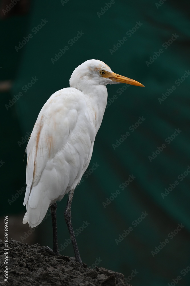 Obraz premium A cute cattle egret is standing in a semi urban area waiting near a meat shop for a small chunk