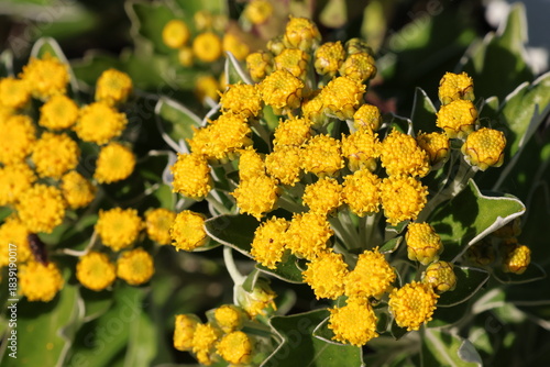 Pacific Chrysanthemum