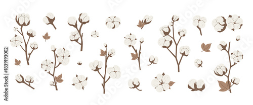 Cotton flower branches and natural cotton buds set in soft neutral colors for botanical design