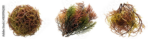 Dried Sea Moss Set PNG. Collection of multi-colored Irish Moss balls. Wildcrafted Chondrus Crispus superfood. Raw vegan alkaline diet ingredient. Natural ocean algae variety isolated