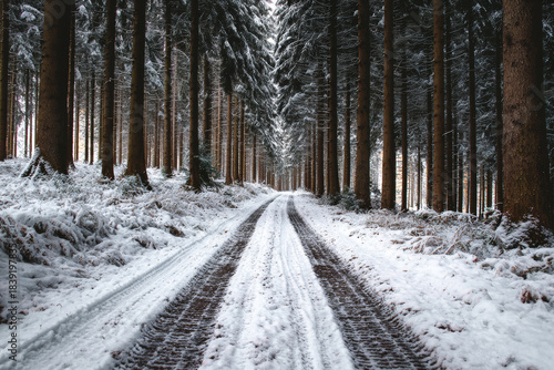 Road in winter forest