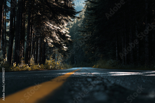 road in the woods