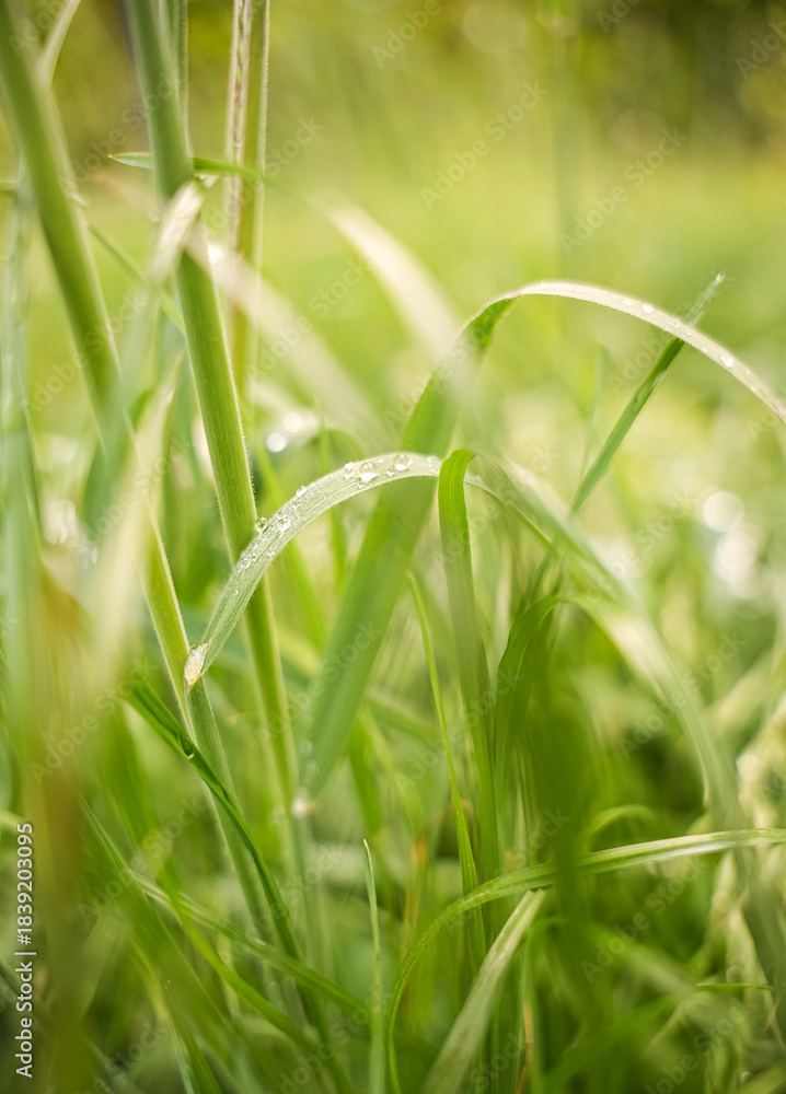Obraz premium Grass blades are wet with dew, reflecting light in a sunny green yard. This scene showcases the freshness of nature in early morning light, filled with vibrant shades of green.