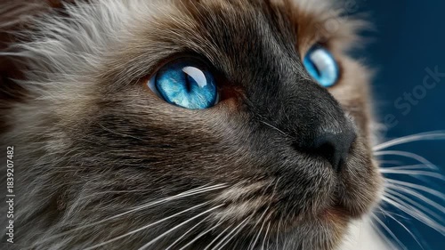 Captivating close-up of a cat with striking blue eyes showcasing the beauty of nature in a cozy indoor setting