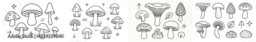 Different types of mushrooms drawn in simple outlines with details about their shapes and sizes on a white background