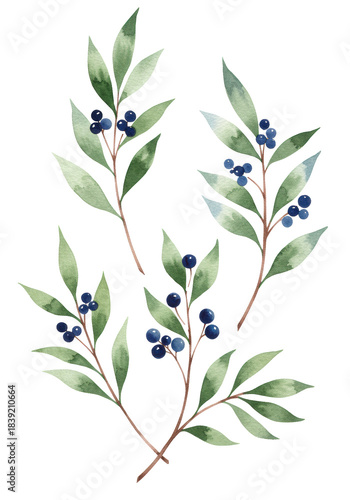 Three elegant watercolor botanical branches with sage green foliage and indigo berries, featuring subtle wet-on-wet texture, isolated on transparent copy space, concept of sophisticated botanical