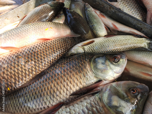 Local fish in display at a fish market 4