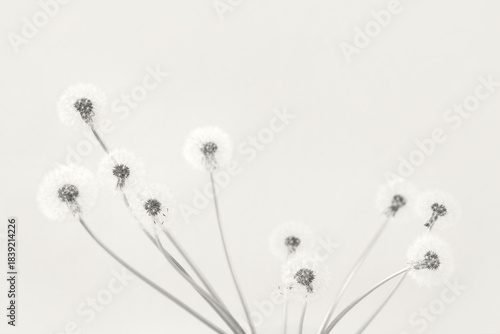 Trendy color of year 2026 - Cloud Dancer. Soft fluffy dandelions with white seeds on a mocha Dancer background with space for text. Copy space. Banner.