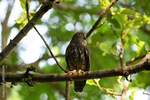 Foto A striking, detailed of a Brown Hawk owl, Brown boobook perched on a dark, mossy branch, set against a beautifully soft, blurred background of lush green tropical foliage