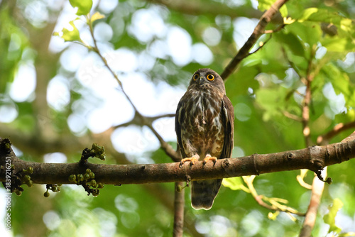 Foto A striking, detailed of a Brown Hawk owl, Brown boobook perched on a dark, mossy branch, set against a beautifully soft, blurred background of lush green tropical foliage