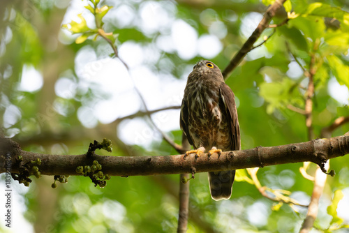 Foto A striking, detailed of a Brown Hawk owl, Brown boobook perched on a dark, mossy branch, set against a beautifully soft, blurred background of lush green tropical foliage