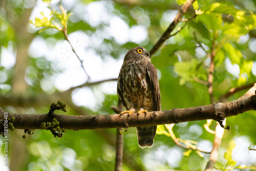 Foto A striking, detailed of a Brown Hawk owl, Brown boobook perched on a dark, mossy branch, set against a beautifully soft, blurred background of lush green tropical foliage