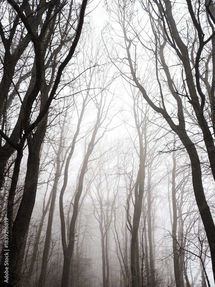 Fototapeta premium Fog in the forest