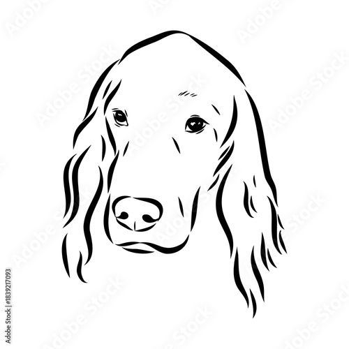 Irish Setter, vector sketch