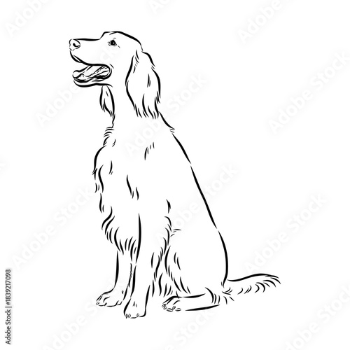 Irish Setter, vector sketch