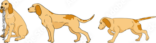 Vector colored elements of traditional horse hunting. For education materials, design 