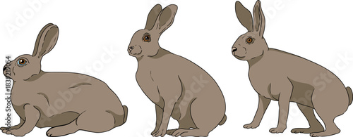 Vector colored elements of traditional horse hunting. For education materials, design 