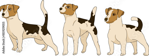 Vector colored elements of traditional horse hunting. For education materials, design 