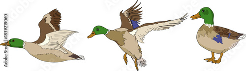 Vector colored elements of traditional horse hunting. For education materials, design 