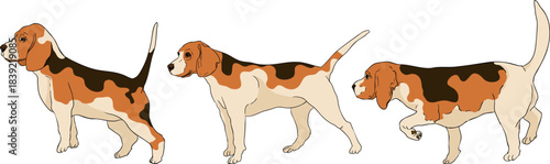 Vector colored elements of traditional horse hunting. For education materials, design 