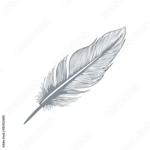 Detailed feather illustration with intricate lines creating a delicate and elegant design