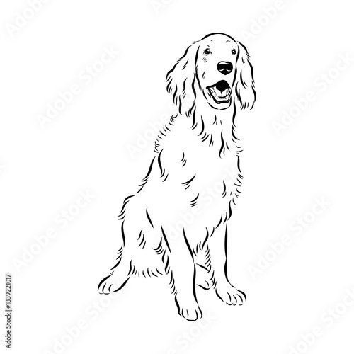 Irish Setter, vector sketch