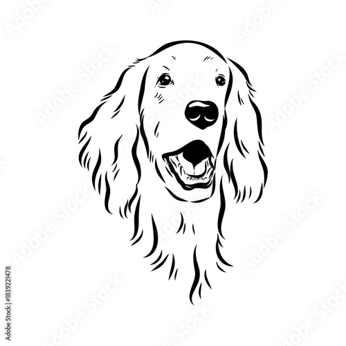 Irish Setter, vector sketch