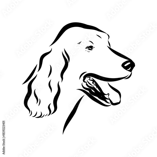 Irish Setter, vector sketch