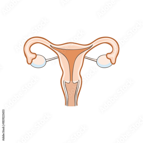 Human Female Reproductive System Illustration with Uterus, Fallopian Tubes, and Ovaries Detailed Anatomy