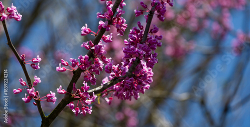 Close-up of vibrant pink-purple flower buds on Eastern Redbud, or Eastern Redbud Cercis canadensis tree branch, with soft blue sky and blurred pink blossoms in the background