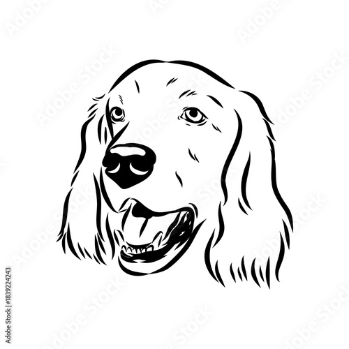 Irish Setter, vector sketch