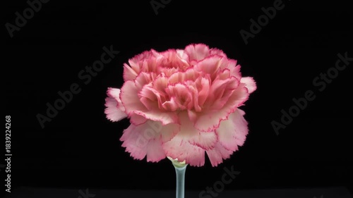 A vibrant nature closeup of blooming pink carnation, peony, and dahlia flowers with lush green leaves and delicate petals isolated on a garden background
