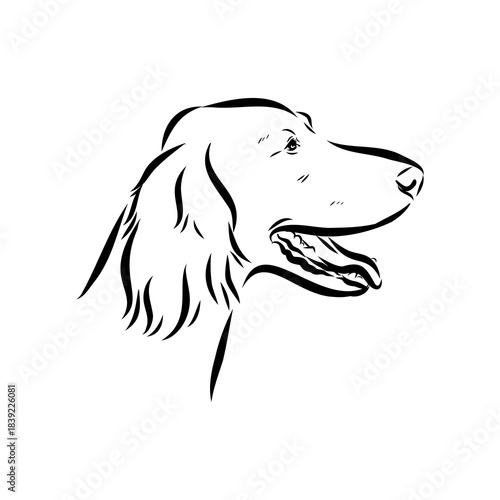 Irish Setter, vector sketch