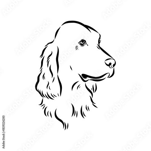 Irish Setter, vector sketch