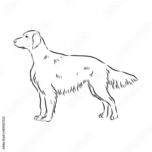 Irish Setter, vector sketch