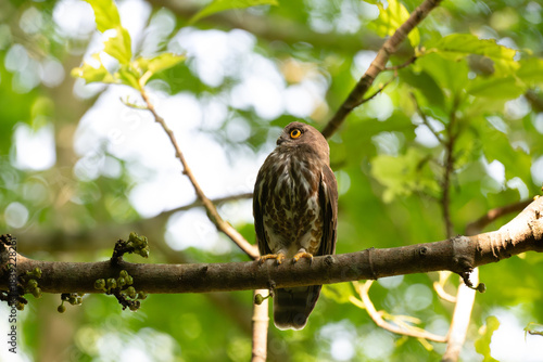 Foto A striking, detailed of a Brown Hawk owl, Brown boobook perched on a dark, mossy branch, set against a beautifully soft, blurred background of lush green tropical foliage