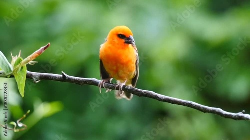Vibrant red bird perching on tree in rain