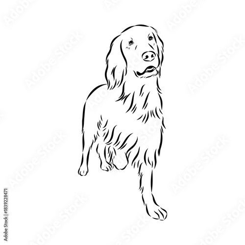 Irish Setter, vector sketch
