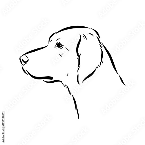 Irish Setter, vector sketch