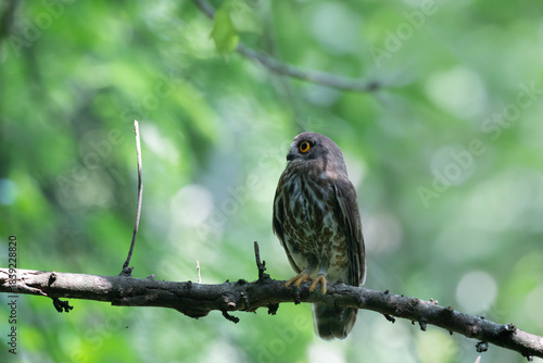 Foto A striking, detailed of a Brown Hawk owl, Brown boobook perched on a dark, mossy branch, set against a beautifully soft, blurred background of lush green tropical foliage