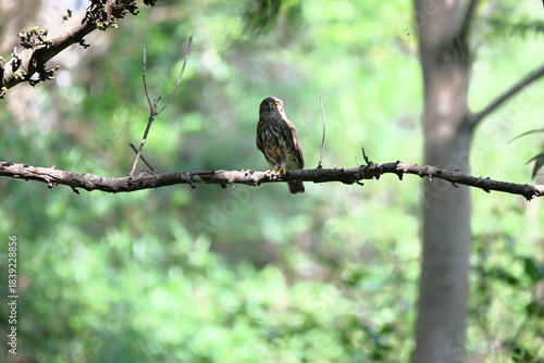 Foto A striking, detailed of a Brown Hawk owl, Brown boobook perched on a dark, mossy branch, set against a beautifully soft, blurred background of lush green tropical foliage