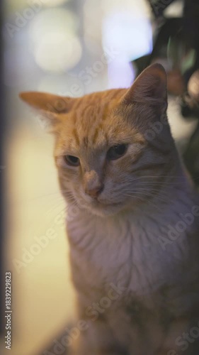 portrait of a street cat