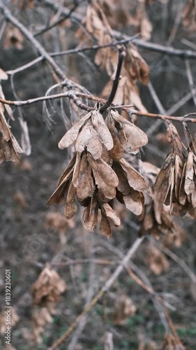 A collection of close-up autumn nature scenes featuring dried seed pods, wilted flowers, bare branches, and textured foliage. Soft natural tones and shallow depth of field create a calm, 