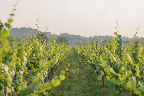 vigneti verdi e maturi e con una folta vegetazione, di pomeriggio, tra estate ed autunno, in un ambiente naturale di campagna tra pianura e collina, con meteo sereno
