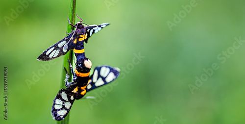 Schilderij op canvas Two Tiger Moths Mating on Plant stem, In sect reproduction behavior Macro photog
