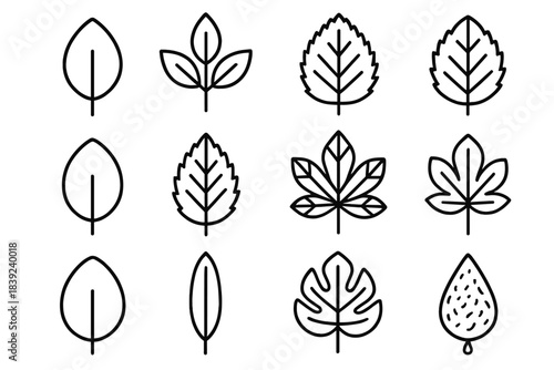 Leaf Morphology Icons. Leaf Morphology Elements linear set: simple blade, compound leaflet, serrated outline, entire margin, pinnate veins, palmate veins, broadleaf shape, narrow